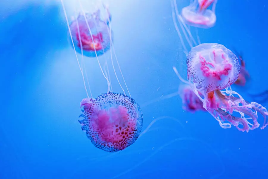 Побережье Адриатики заполонили медузы