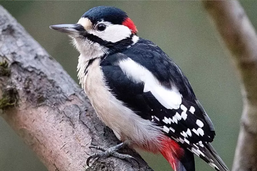 Пение птиц делает людей счастливее, чем рост доходов — исследование