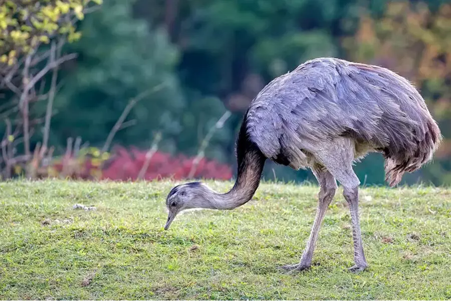 На чешских полях заметили южноамериканского страуса
