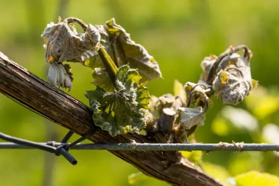 Ущерб виноградникам в Чехии от морозов превысил два миллиарда крон