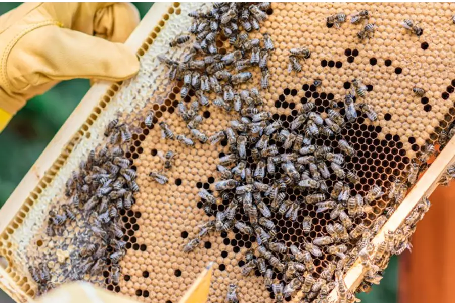 Прага переживает бум пчеловодства, в столице зарегистрировано около 5000 пчелиных семей