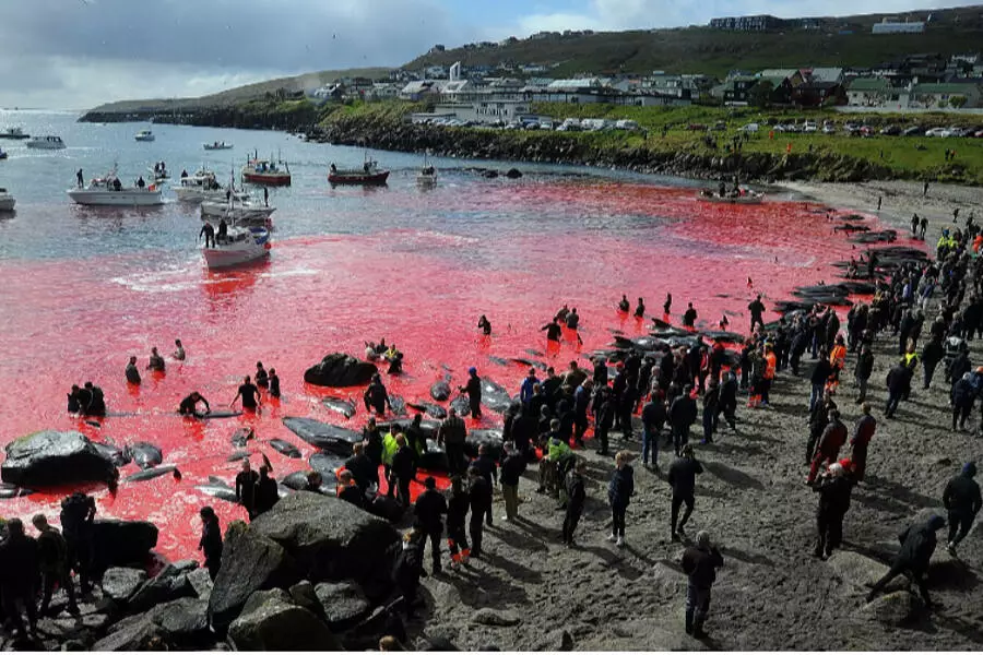 Море приобрело цвет крови – на Фарерских островах прошла охота на гринд