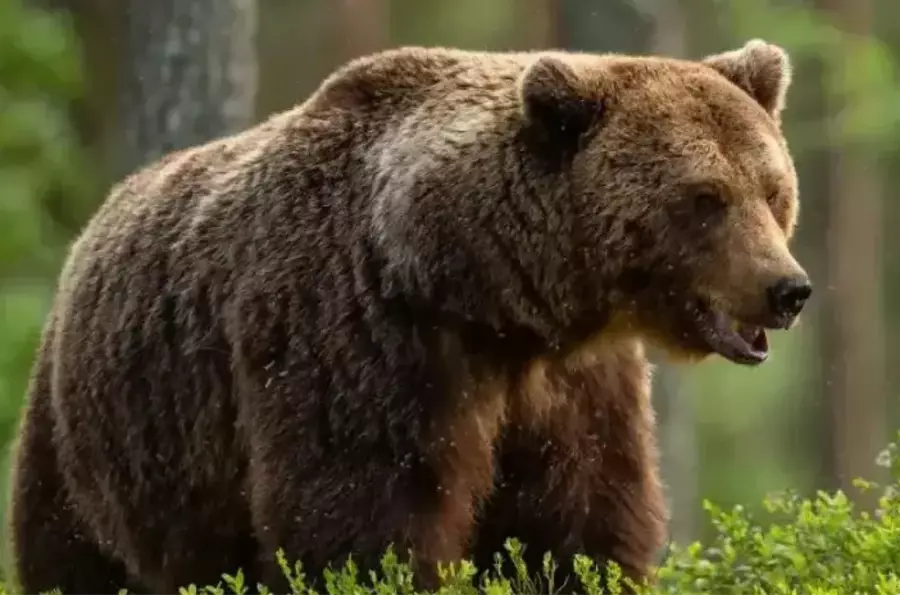 В Словакии еще один медведь напал на туристов, двое человек попали в больницу