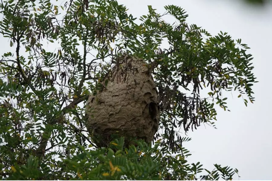 В Пльзни нашли большое гнездо азиатских шершней, решено его уничтожить