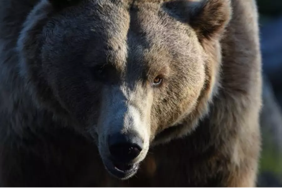 В Липтовском Микулаше охотники застрелили медведя, ранившего пять человек
