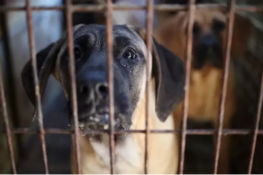 В Южной Корее приняли закон, запрещающий торговлю собачьим мясом