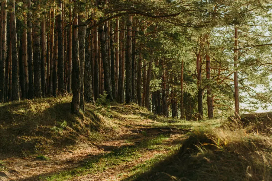 За прошлый год в Чехии высадили 40000 гектаров леса