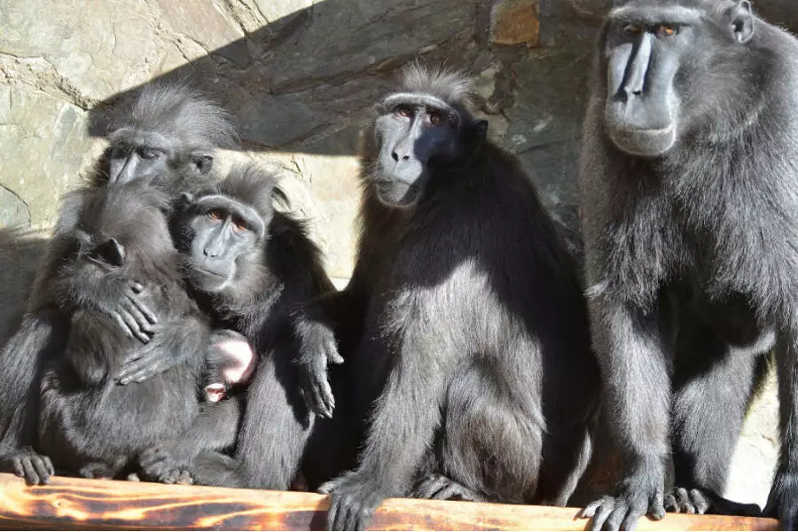 Из зоопарка в Дечине сбежали обезьяны
