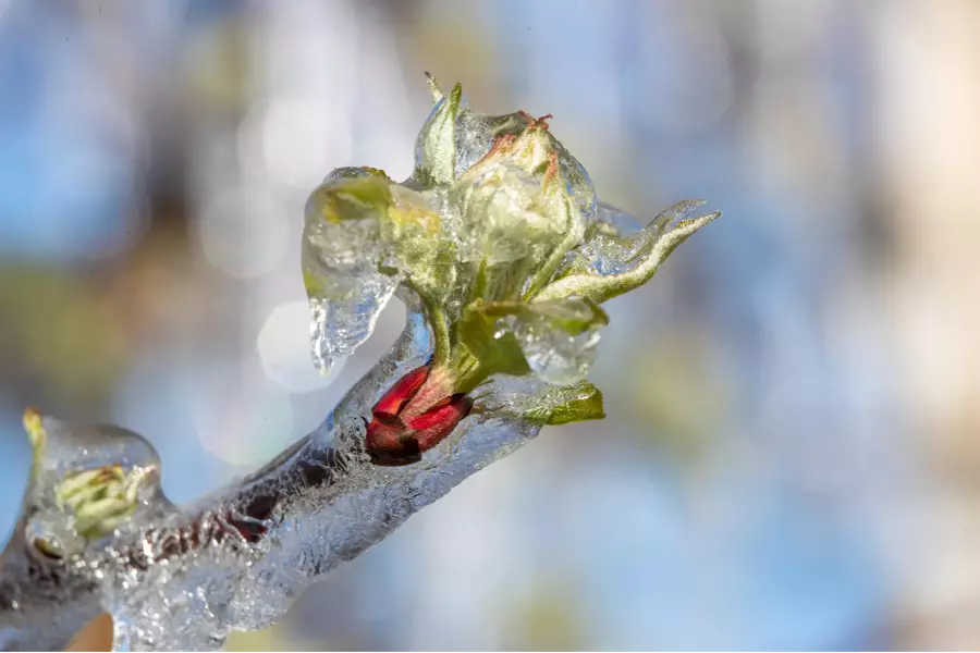 Заморозки в Богемии принесли садоводам ущерб более одного миллиарда крон