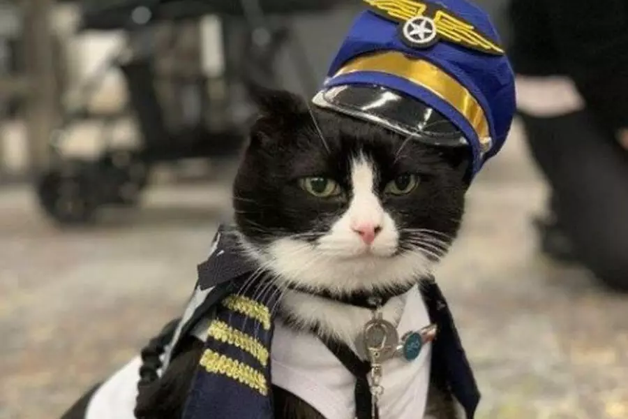Кот для спокойствия пассажиров работает в аэропорту Сан-Франциско