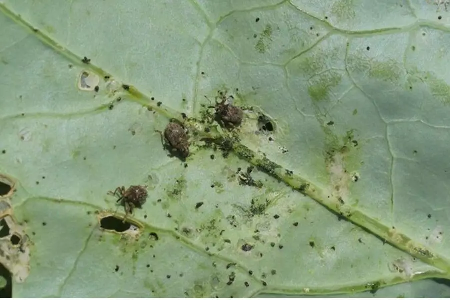 Катастрофа для садоводов. Жуки уничтожают кольраби, капусту и салатную зелень