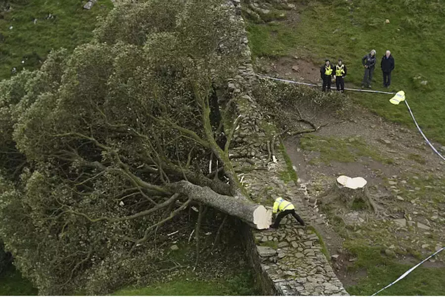 В Британии вандалы срубили знаменитое «дерево Робин Гуда»