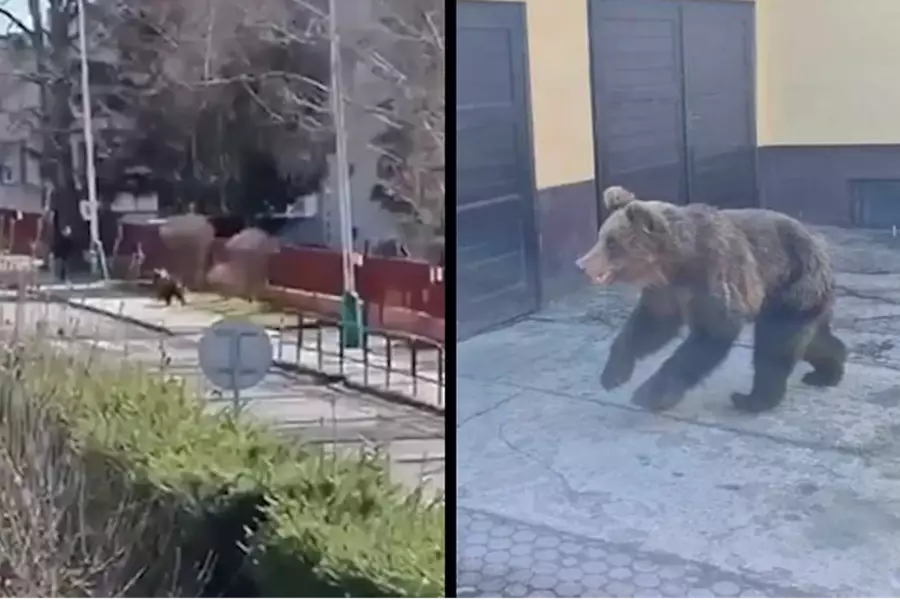 По улицам словацкого Липтовского Микулаша бегал медведь, два человека пострадали